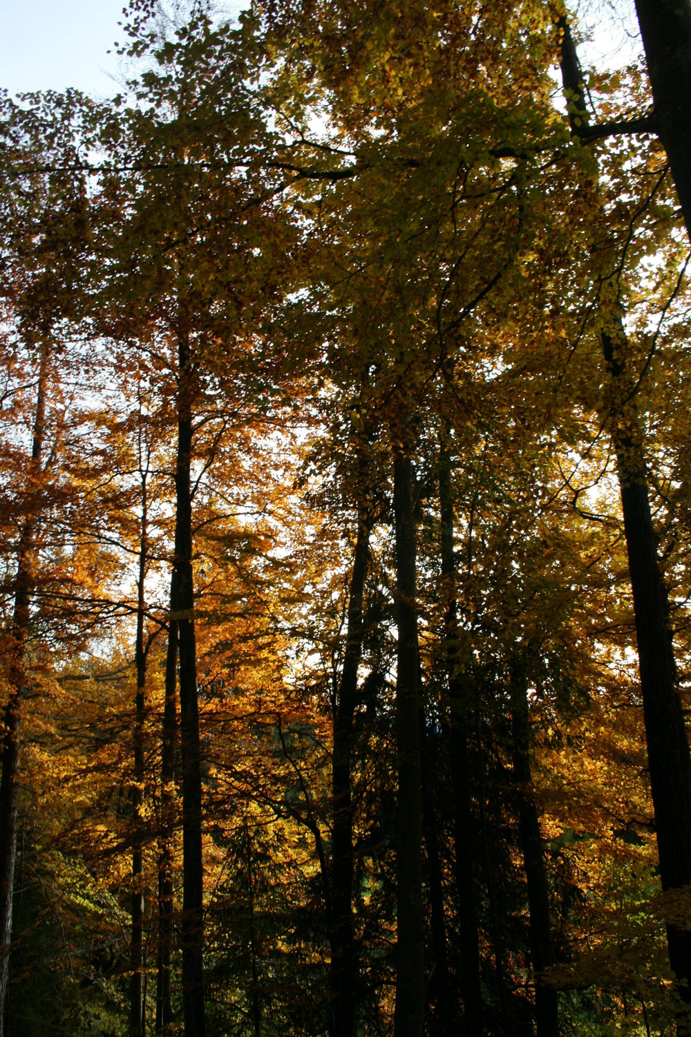 UDCPAI Engagement pour Vous